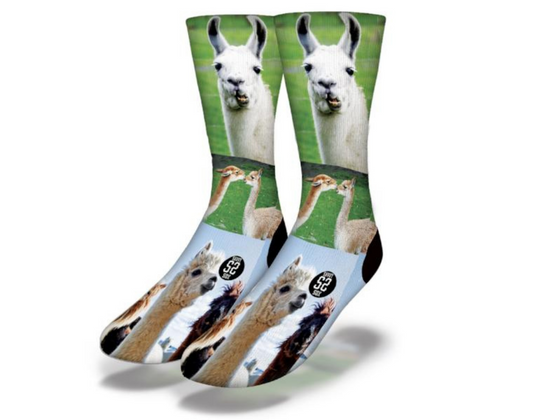 WHOLE LLAMA LOVE Funny Animal Socks